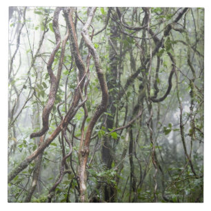 vine and branches twisted in rainforest tile