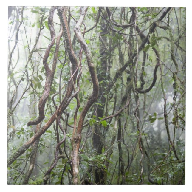 vine and branches twisted in rainforest tile (Front)