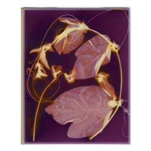 Vine Lumen print