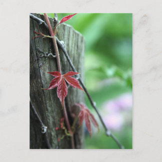 Vine On Post Postcard