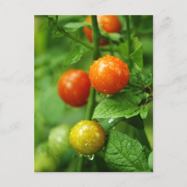 Vine Ripened Tomato Postcard (Front)