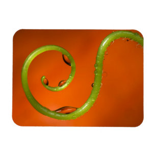 Vine tendral with water, California Magnet