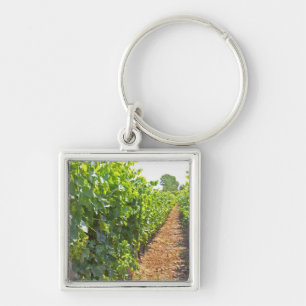 Vines trained high on wires supported by keychain
