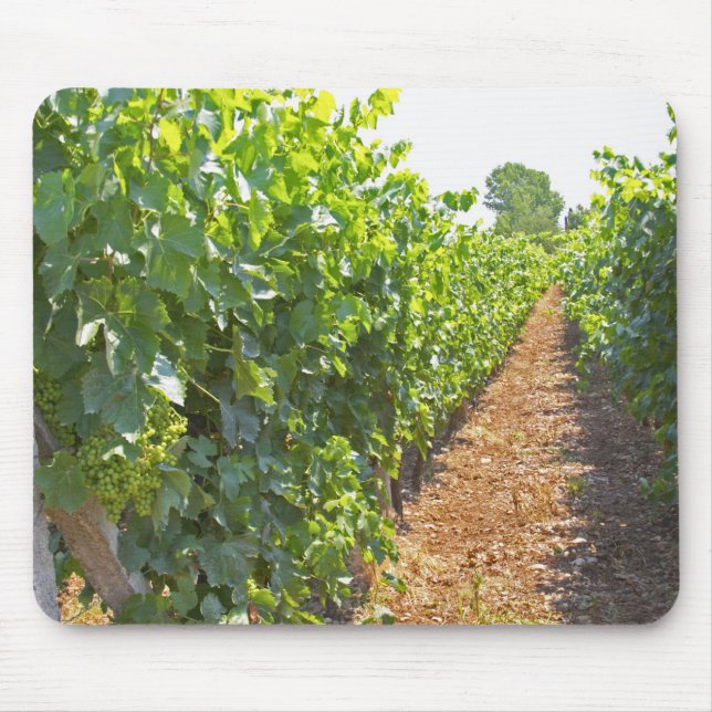 Vines trained high on wires supported by mouse pad (Front)