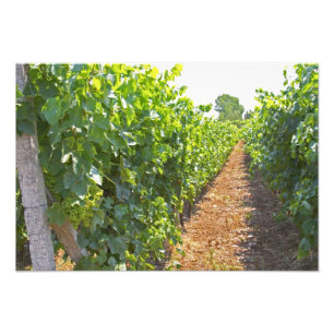 Vines trained high on wires supported by photo print