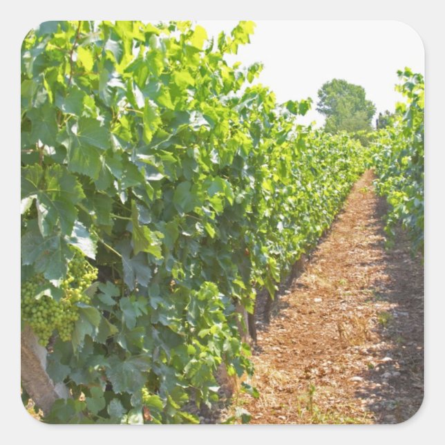 Vines trained high on wires supported by square sticker (Front)
