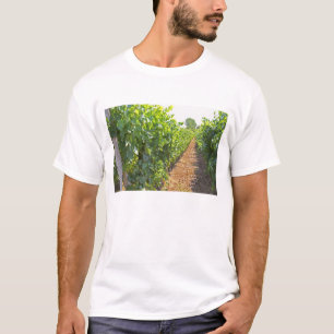 Vines trained high on wires supported by T-Shirt