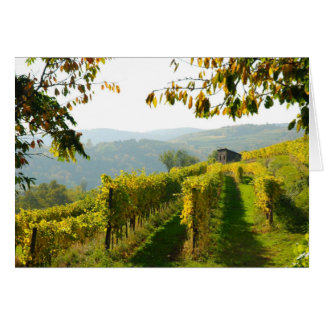 Vineyard