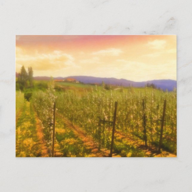 Vineyard at Dawn Kelowna British Columbia Canada Postcard (Front)