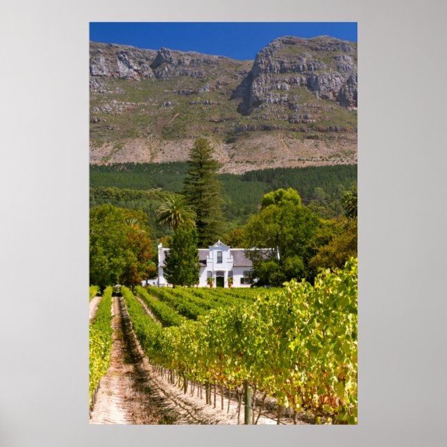 Vineyard, Cape Town, Western Cape, South Africa 2 Poster (Front)