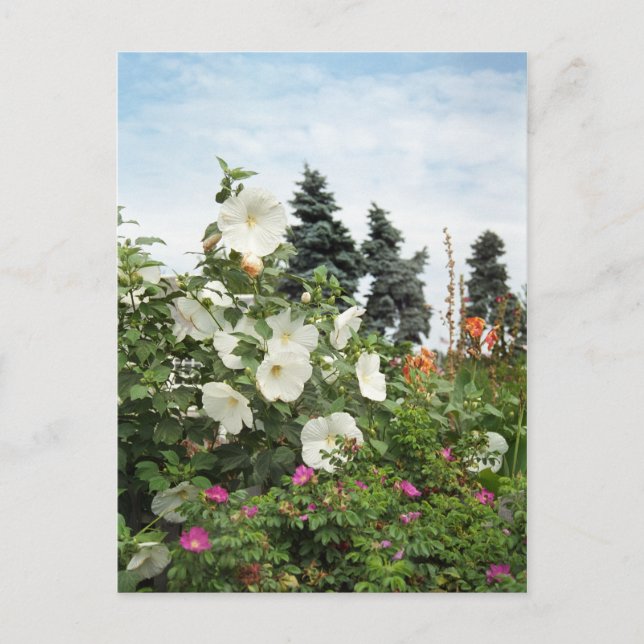 Vineyard Garden Summer Flowers Custom Postcards (Front)