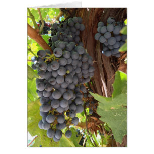 Vineyard Grapes