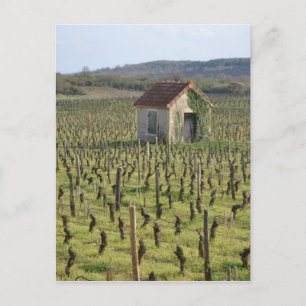 Vineyard in Burgundy France Postcard