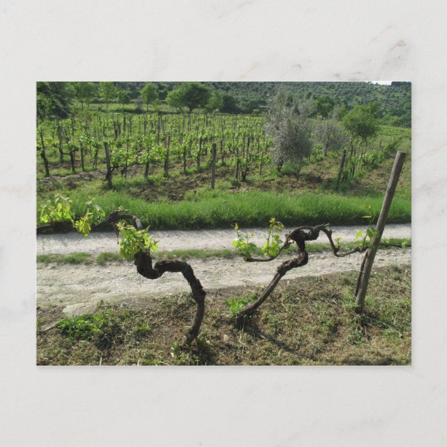 Vineyard in Chianti Region of Italy Postcard (Front)