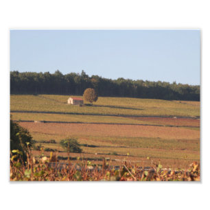 Vineyard in France, Photography, Near Beaune Photo Print