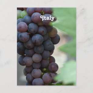 Vineyard in Italy Postcard