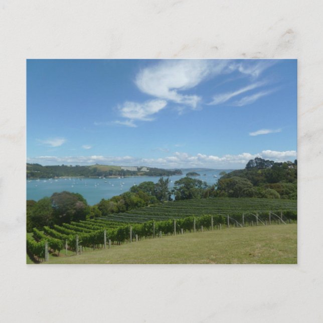 Vineyard in New Zealand Postcard (Front)