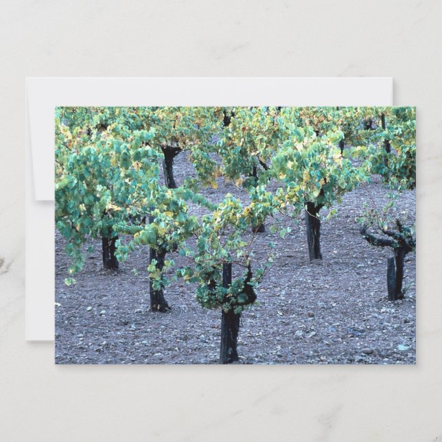 Vineyard, Napa Valley, California from the Forest (Front)