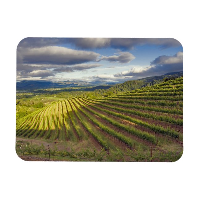 Vineyard. Napa Valley. Napa. Napa County, Magnet (Horizontal)