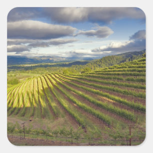 Vineyard. Napa Valley. Napa. Napa County, Square Sticker