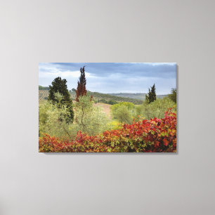 Vineyard near Montalcino, Tuscany, Italy Canvas Print