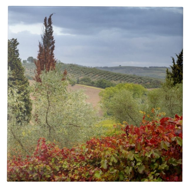 Vineyard near Montalcino, Tuscany, Italy Tile (Front)