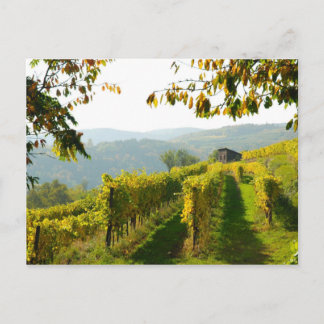 Vineyard Postcard