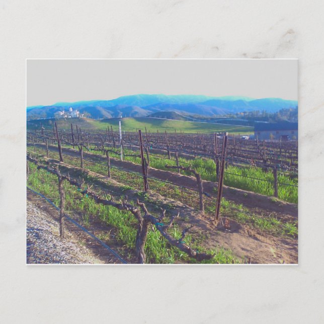 Vineyard Postcard (Front)