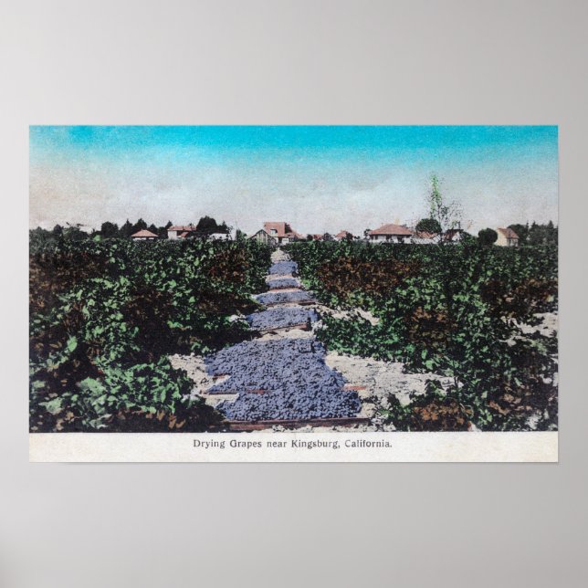 Vineyard Scene of Grapes DryingKingsburg, CA Poster (Front)