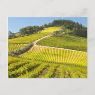 Vineyard, Stellenbosch, Western Cape Postcard