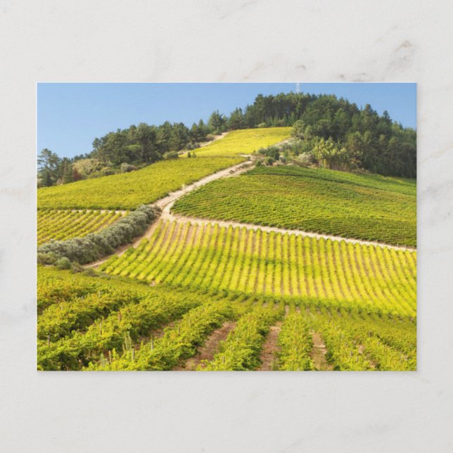 Vineyard, Stellenbosch, Western Cape Postcard (Front)
