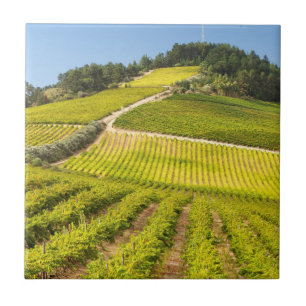 Vineyard, Stellenbosch, Western Cape Tile