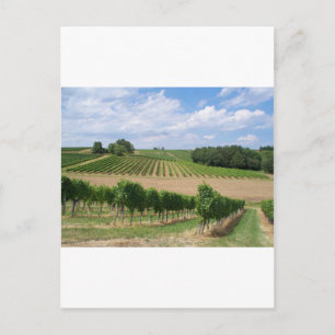Vineyard - Vignoble (Bordeaux - France) 04 Postcard