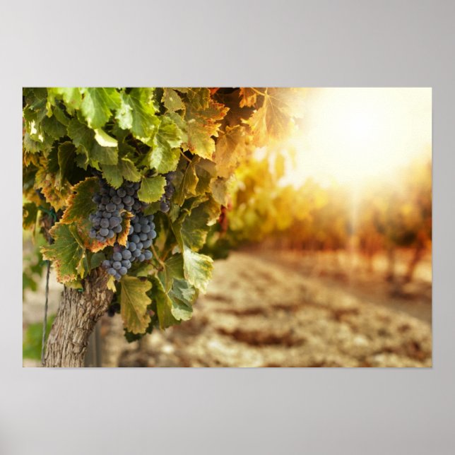 Vineyards At Sunset Poster (Front)