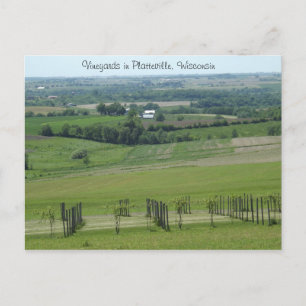 Vineyards in Platteville, Wisconsin Postcard
