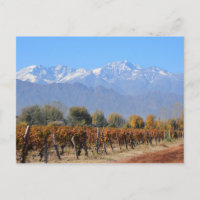 Vineyards In The Fall Of Mendoza, Argentina