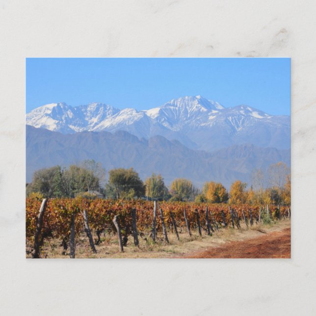 Vineyards In The Fall Of Mendoza, Argentina Postcard (Front)