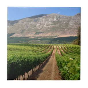 Vineyards Of Groot Constantia Wine Estate Tile