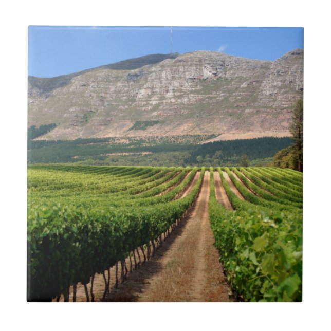 Vineyards Of Groot Constantia Wine Estate Tile (Front)