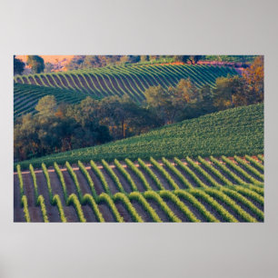 Vineyards of Russian River Valley Poster