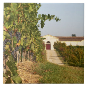 Vineyards, petit verdot vines and the winery in tile
