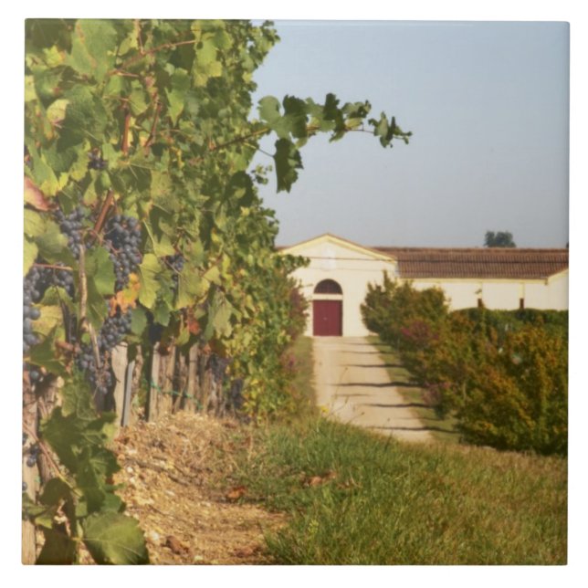 Vineyards, petit verdot vines and the winery in tile (Front)