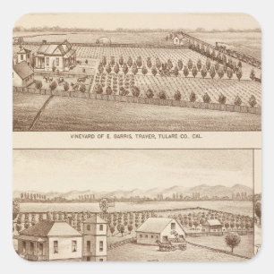 Vineyards, ranches, Tulare Co, Calif Square Sticker