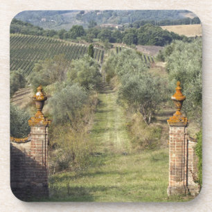 Vineyards, Tuscany, Italy Coaster