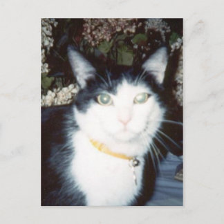 Vinnie Postcard