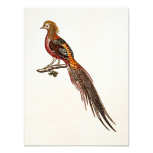 Vintage 1700s Pheasant Game Birds - Pheasant Bird Photo Print
