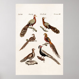 Vintage 1700s Pheasant Game Birds - Pheasant Bird Poster