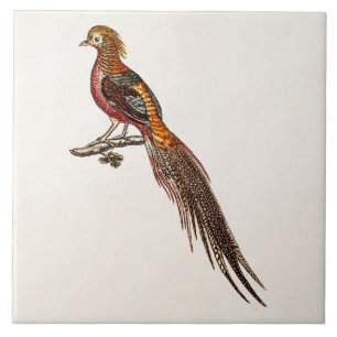 Vintage 1700s Pheasant Game Birds - Pheasant Bird Tile