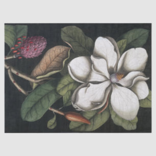 Vintage 1731 Magnolia Flower Pod Tissue Paper
