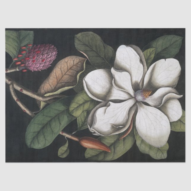 Vintage 1731 Magnolia Flower Pod Tissue Paper (Front)